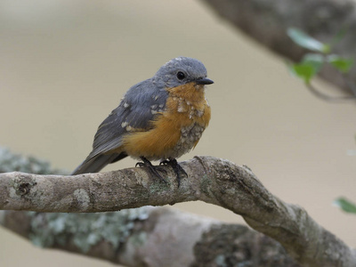 Silverbird, Empidornis semipartitus, 单鸟在分支, 乌干达, 2018年8月