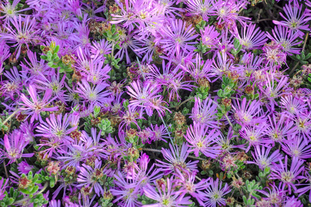 紫色的 delosperma 尾 iceplant 耐寒冰 粉红色地毯 朵鲜花，盛开