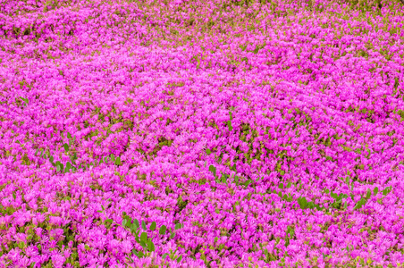 地面的粉红色 delosperma 花地毯