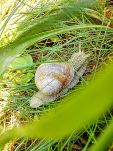 在花园里的绿草上爬行的蜗牛