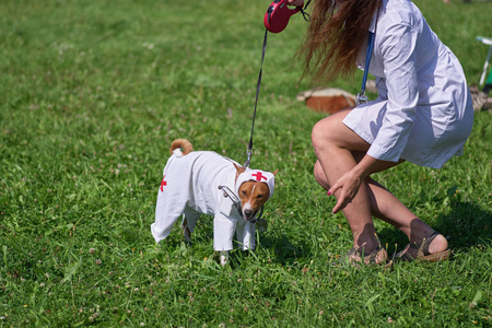 狗 basenji 在护士服装的背景下的绿色草地