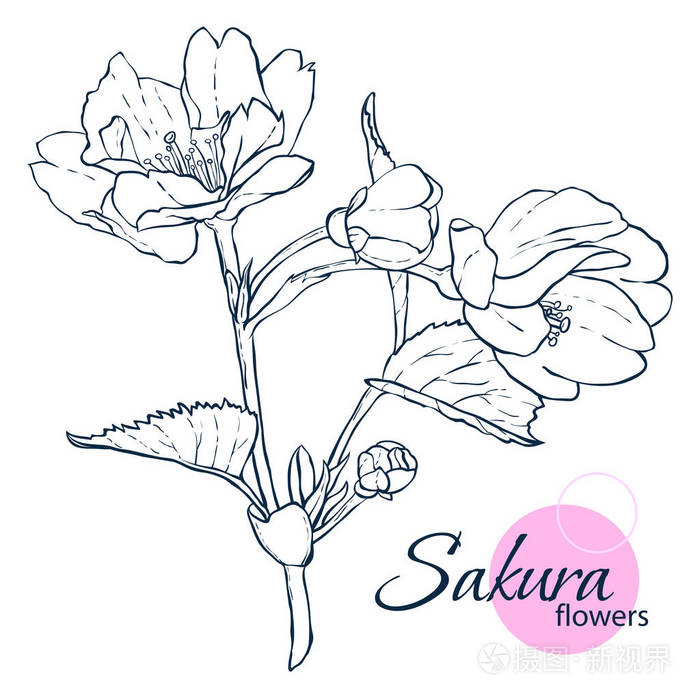 手画日本樱花花 线条艺术风格插图 成人和儿童着色书插画 正版商用图片0rf3la 摄图新视界 手画日本樱花花 线条艺术风格插图 成人和儿童着色书插画 正版商用图片0rf3la 摄图新视界