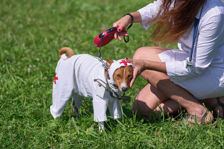 狗 basenji 在护士服装的背景下的绿色草地