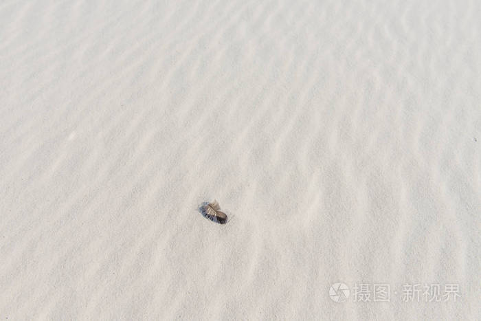 寂寞的羽毛在白色。沙漠或沙子的背景