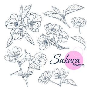 手画日本樱花花 线条艺术风格插图 成人和儿童着色书插画 正版商用图片0rf2ol 摄图新视界 手画日本樱花花 线条艺术风格插图 成人和儿童着色书插画 正版商用图片0rf2ol 摄图新视界