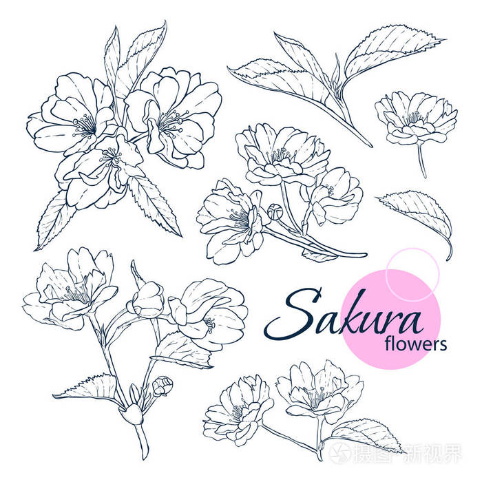 一套手工画的日本樱花花 线条艺术风格插图 成人和儿童着色书插画 正版商用图片0rf58y 摄图新视界 一套手工画的日本樱花花 线条艺术风格插图 成人和儿童着色书插画 正版商用图片0rf58y 摄图新视界