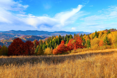 茂密的森林与高山有漂亮橙色彩色的树的大草坪上。秋天的场景，在阳光灿烂的日子