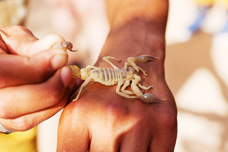 帝蝎子手上的大沙漠蝎子摄影图