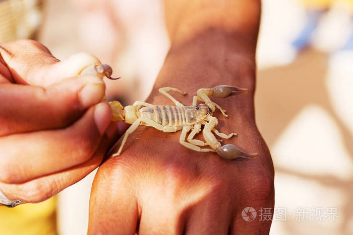 手上的大沙漠蝎子