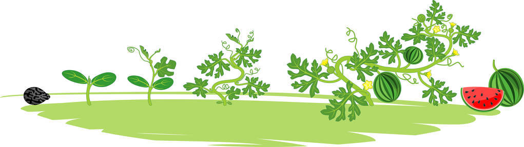 西瓜从种子发芽到收获的分期照片