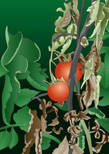 番茄植株茎受细菌矢量图像