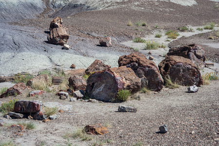 石化树干中石化森林国家公园，亚利桑那州，美国