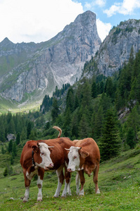 在阿尔卑斯山放牧的奶牛