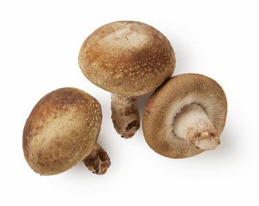 在白色背景上香菇照片
