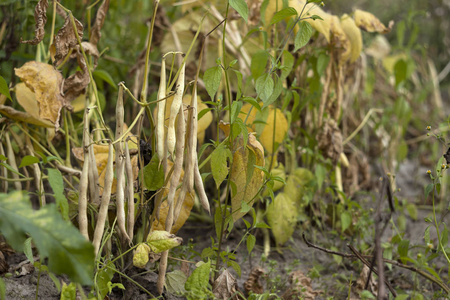 干燥, 成熟的豆子生长在花园里, 长豆子, 食物