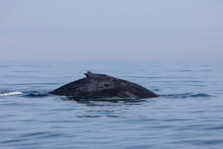 一座驼背鲸, Megaptera novaeangliae, 具有独特的背鳍在马萨诸塞州科德角的北大西洋海域游泳。鲸在这条鱼和浮