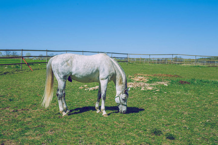 白色的马。阳光明媚的春天，在拉脱维亚草甸与白色软管