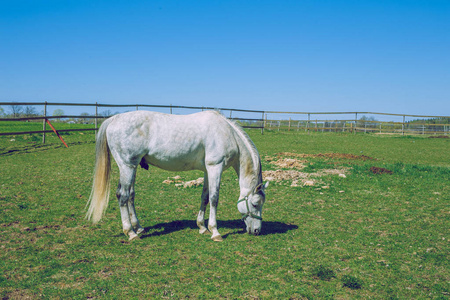 春天草甸与小道图片