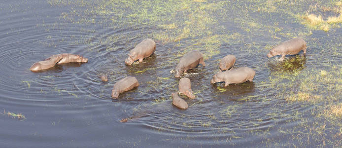河马 河马 amphibius 在水中的鸟瞰图, 奥卡万戈, 博茨瓦纳