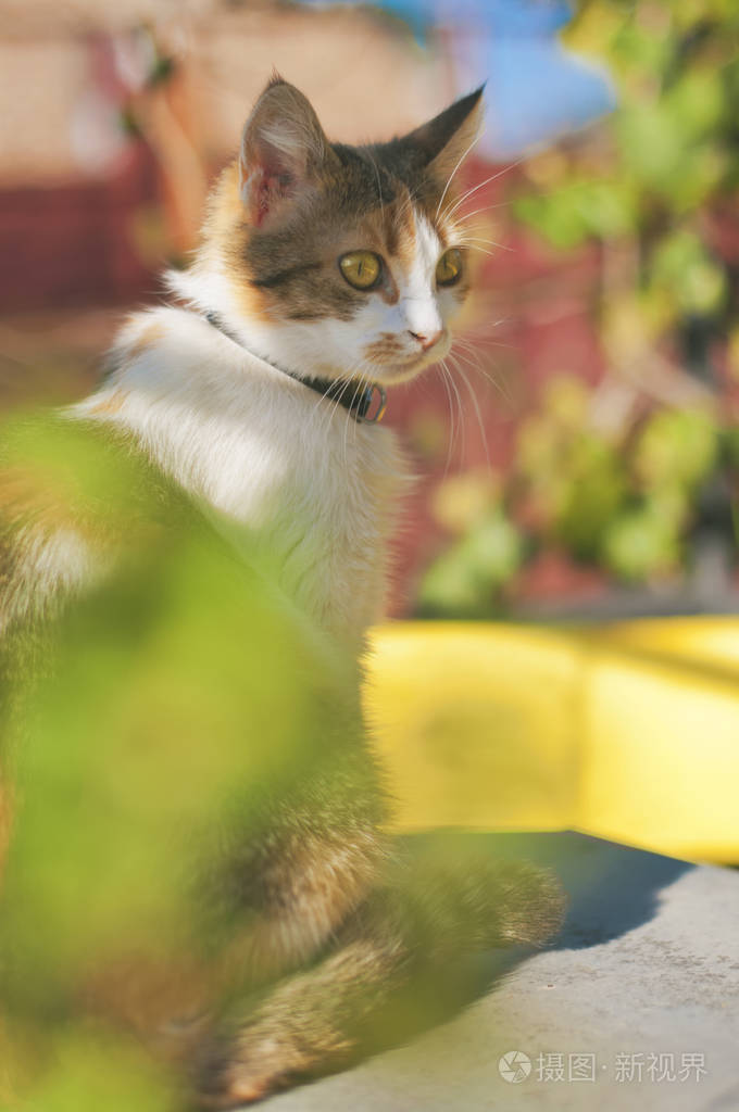 多种颜色的猫坐在户外阳光明媚的日子
