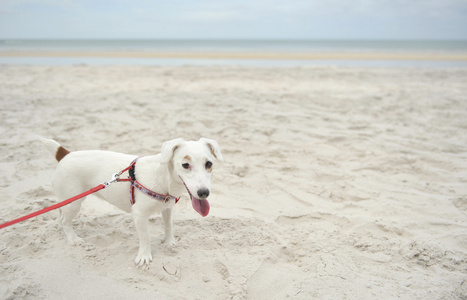 杰克罗素梗犬上海滩背景