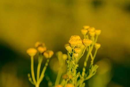 黄色的花朵的常见艾菊，菊花