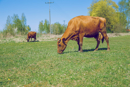 褐色的母牛。阳光明媚的春天，在拉脱维亚的草地与母牛