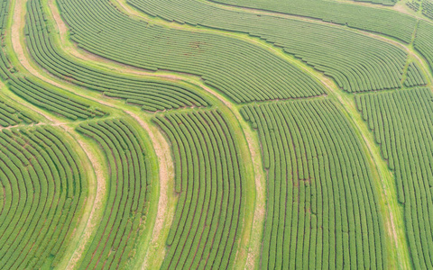 在泰国北部的绿茶叶种植园。从飞行无人机的鸟瞰图
