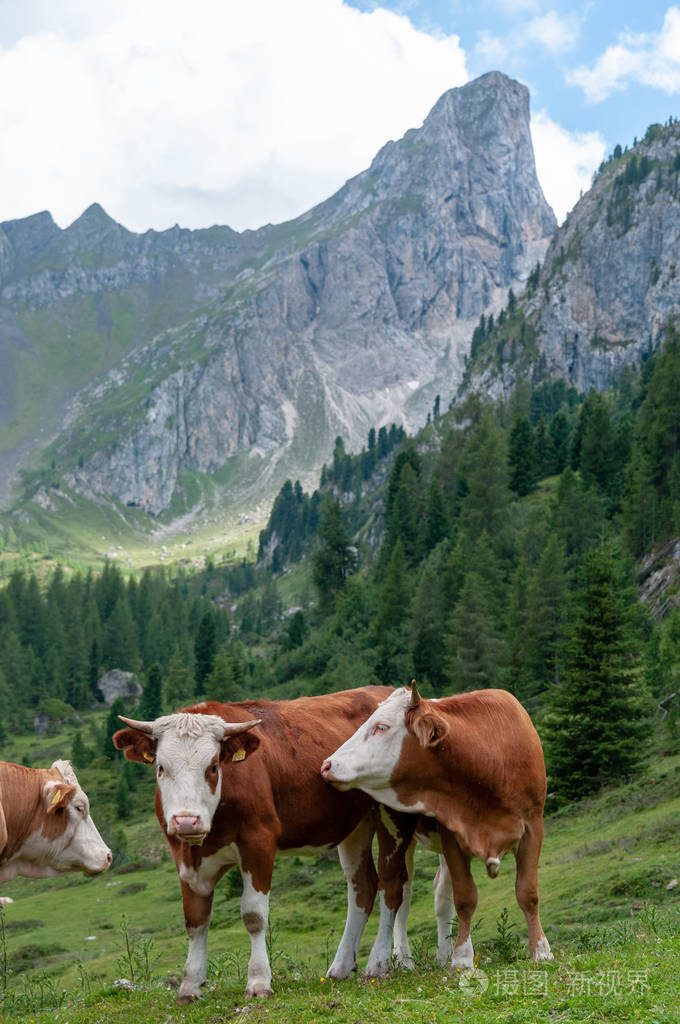 在阿尔卑斯山放牧的奶牛