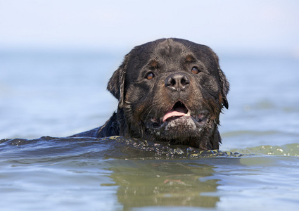 罗特韦尔犬在海里游泳