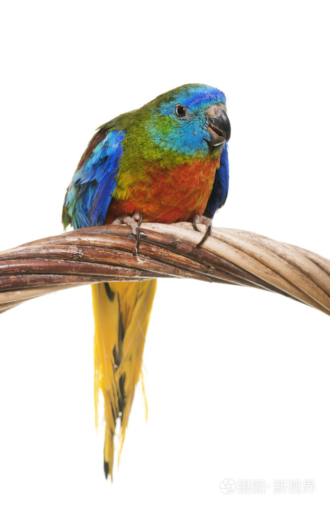 在工作室里的绿松石鹦鹉