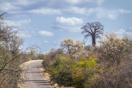 南非克鲁格国家公园的猴面包树景观广义锦葵科 Adansonia digitata 家族的钱币