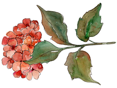 水彩红 gortenzia 花。花卉植物花。独立的插图元素。背景质地包装图案框架或边框的水彩画野花