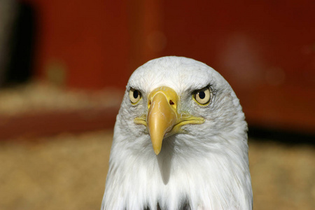 美国秃鹰 吼海白头 头部和颈部前瞻性红色和黄色背景
