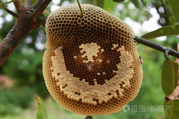 蜂窝的性质