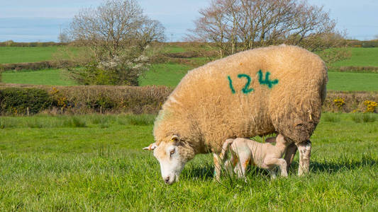 羊乳羊在草地上