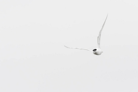 三明治燕鸥在飞行中前, 视图