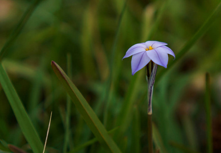 野紫色的小花在田野中满是野草