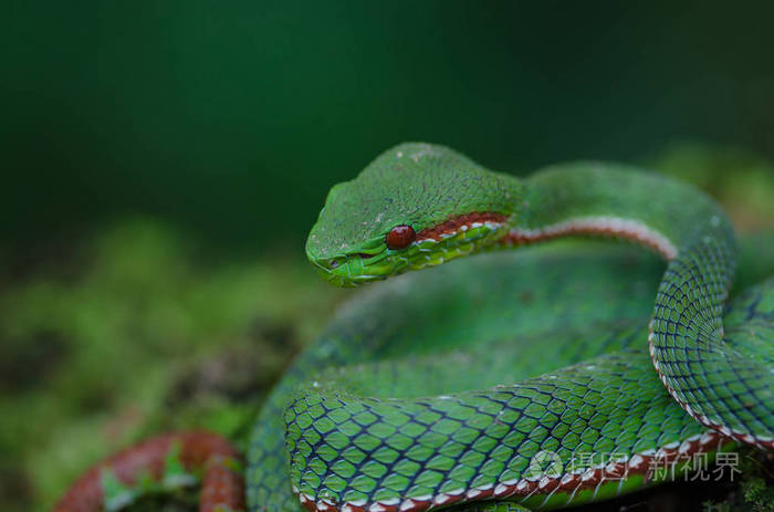 教皇的绿色 Pitviper 蛇 竹叶青 Popeia popeiorum 在森林泰国