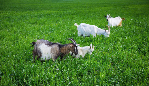 山羊牧场图片-山羊牧场素材-山羊牧场插画-摄图新视界