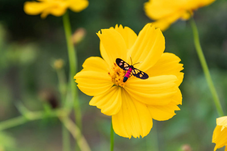 黄色宇宙中的黑色昆虫变种在花园里
