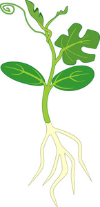 西瓜发芽图片-西瓜发芽素材-西瓜发芽插画-摄图新视界