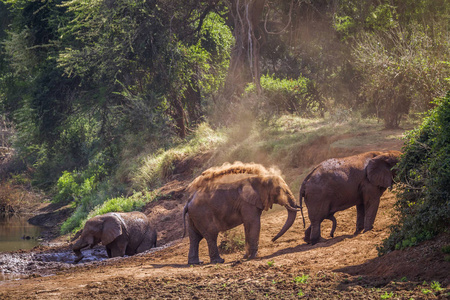 非洲灌木大象在克鲁格国家公园, 南非Elephantidae 非洲象属基利坎贝尔家族的钱币