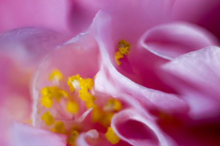 粉红色花的宏观图片