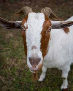 沾花惹草一只山羊角的脸照片