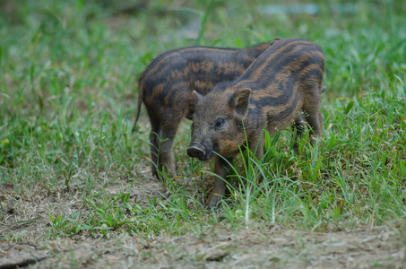 小野猪或小野板猪SusScrofa