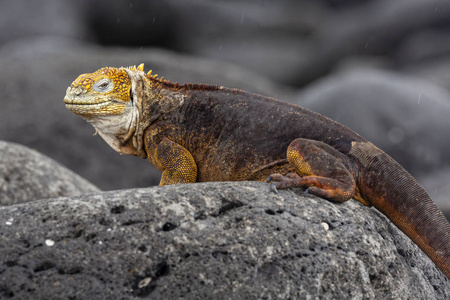 厄瓜多尔加拉帕戈斯群岛 Lguana Conolophus subcristatus