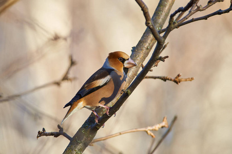 Hawfinch Coccothraustes Coccothraustes 飞上一只鸟饲养者, 以度过严酷的冬天。