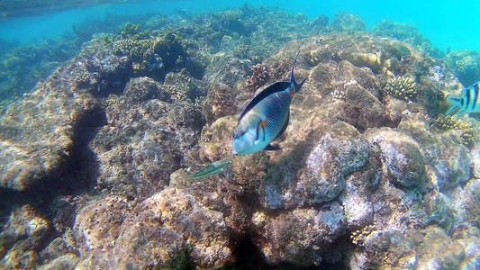 鱼外科 Akantnuridae，鲷和周围明亮的彩色珊瑚礁在红海中，格达，阳光，海浪，在水下游泳