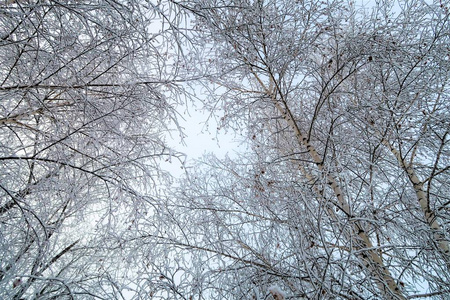 覆盖着雪的白桦树枝